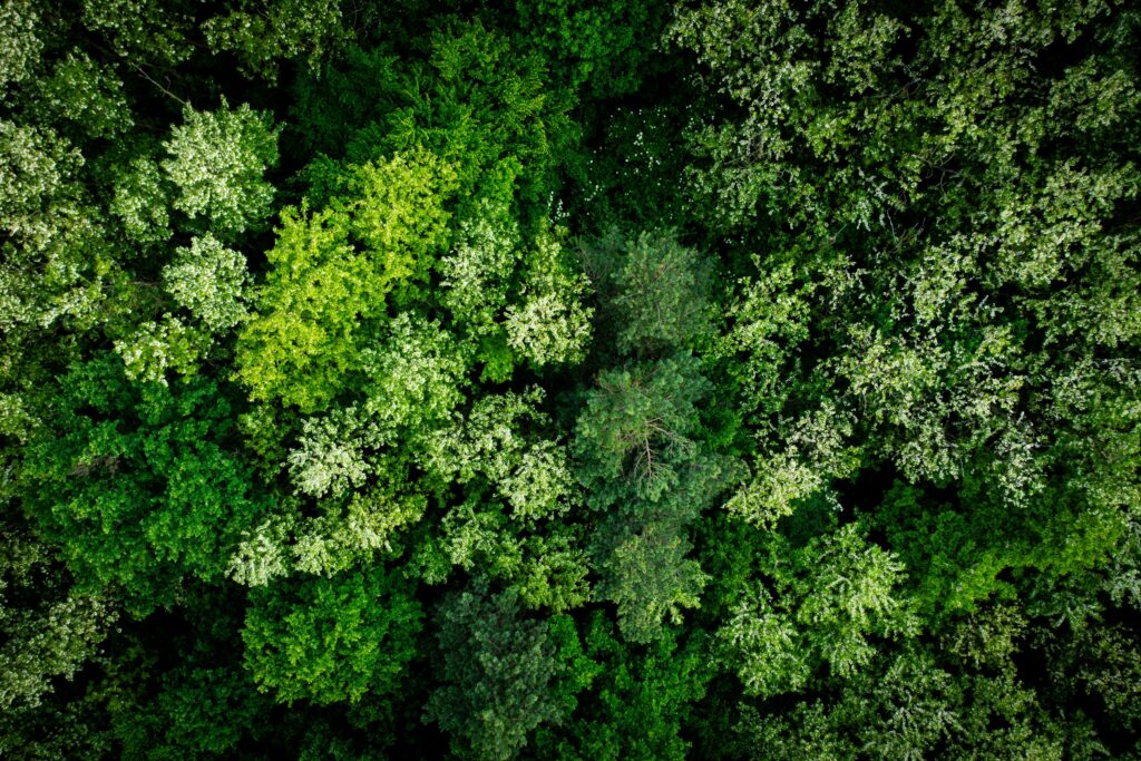 Sustainability at Cassidy Hospitality Group